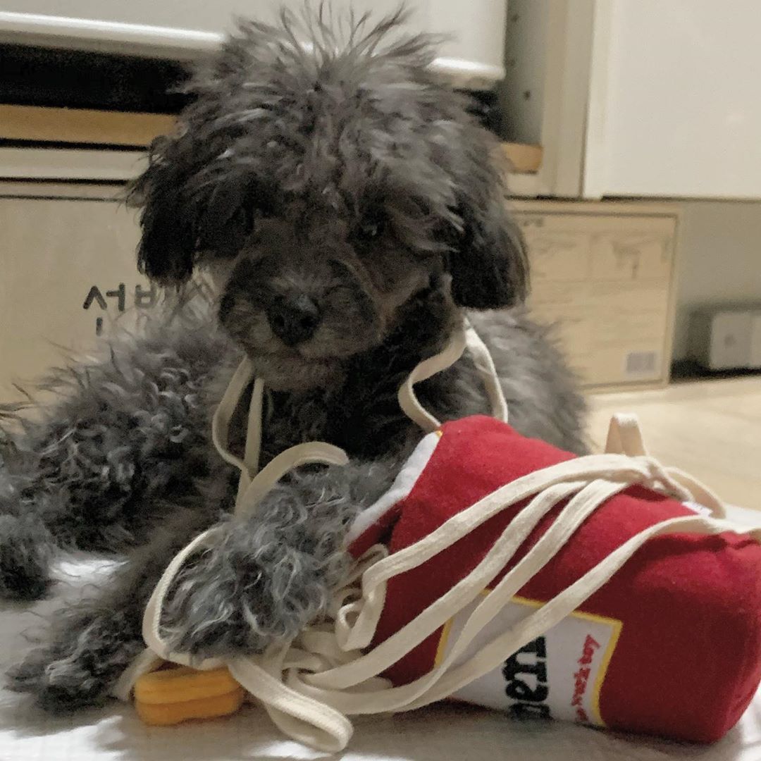 Ramen Sniff Toy™ - Interactive Fun That Keeps Your Pup Engaged